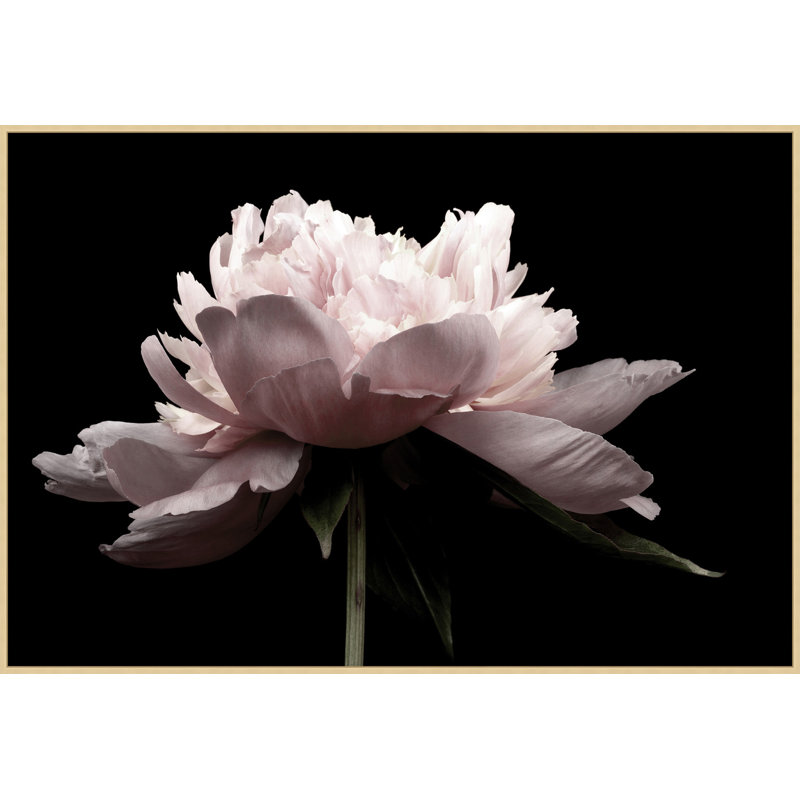 Petal Romance 2 Print by Lillian August