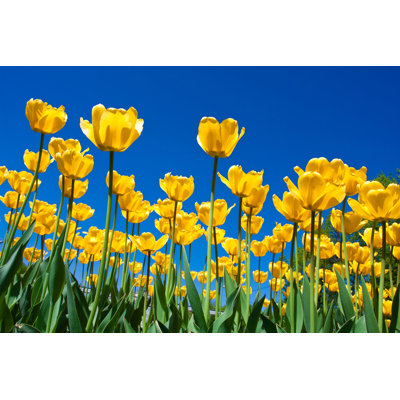 Tulipe - Photographie sur toile tendue