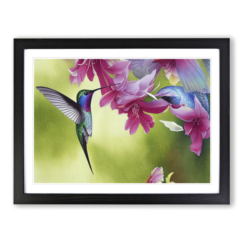 Hummingbird Vol.1 - Single Picture Frame Print, Black Framed, 25cm H x 34cm W x 2cm D