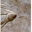 6" x 6" SeaStone Cement Fish Head Fossil Impression Bevel Edge Medallion Tile in Buff