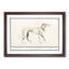 Greyhound by A.B. De Boodt - Picture Frame Painting Print-55608990-55608991