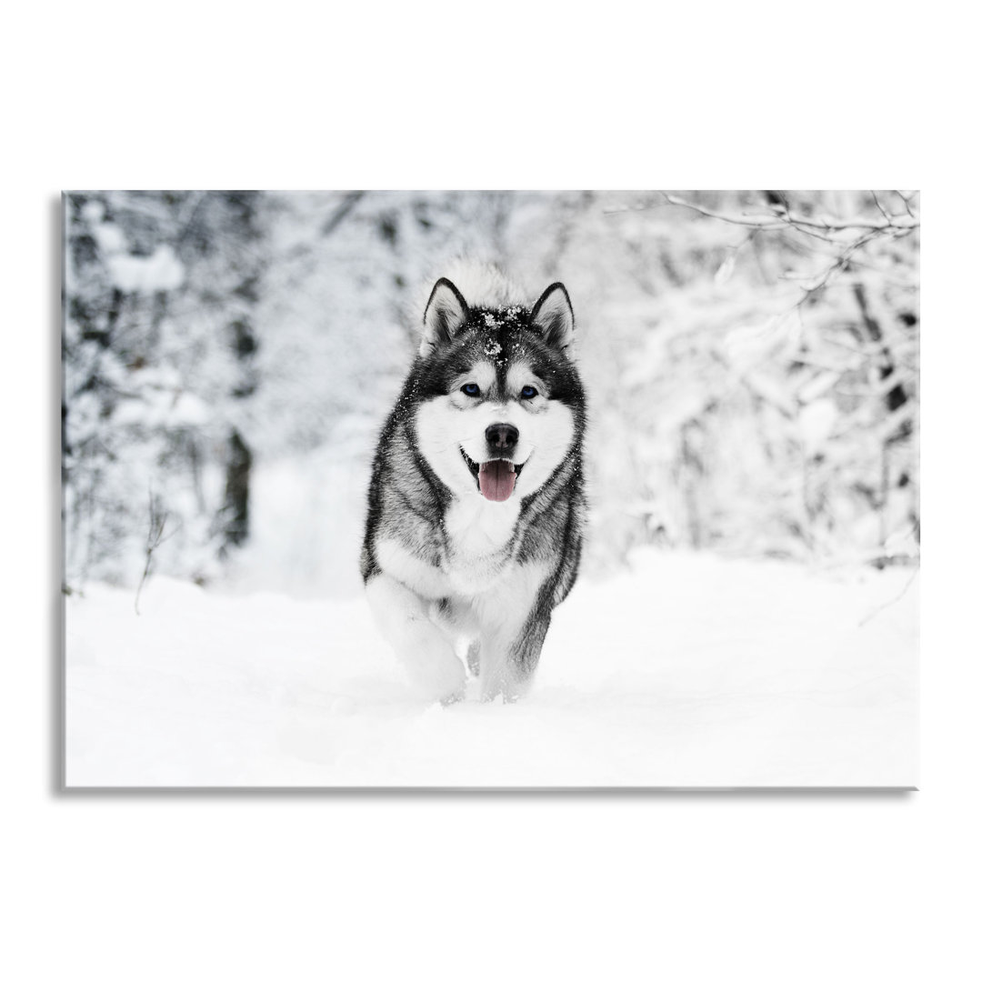 Glasbild Sibirischer Husky im Winterwald