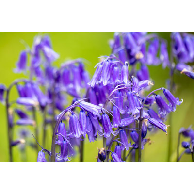 Bluebell Flowers by Mike_Colwill - Wrapped Canvas Print