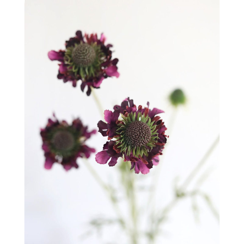 Scabieuse violette, fleur sauvage 29 po