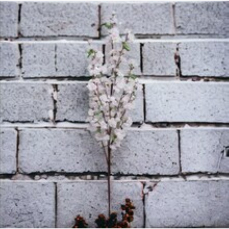 Branche de cerisier en fleurs 52 po - paquet de 3