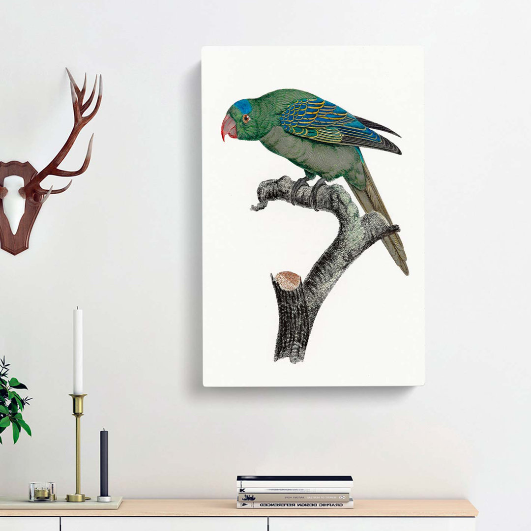 Blue-Naped Parrot by F. Levaillant - Wrapped Canvas