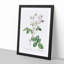 Cabbage Rose in Pale Pink by Pierre-Joseph Redoute - Picture Frame Art Print-55512677-55512676