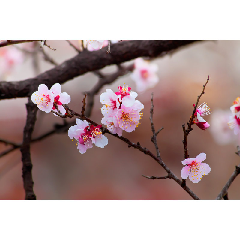 Sakura - Wrapped Canvas Print, 81cm H x 122cm W