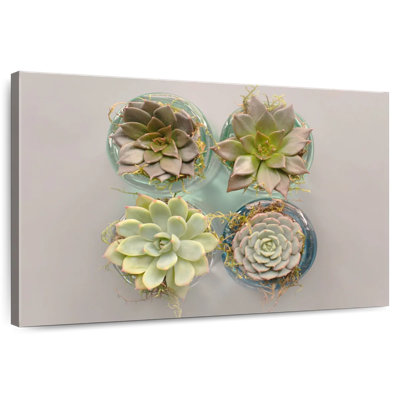 Harnek Succulent Pots