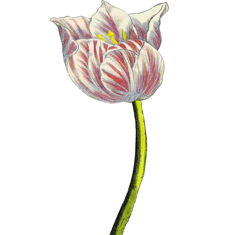 Tulip Time II, H 18 po x l 12 po