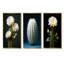 Cactus, isolement ivoire-1119969729-1119969732