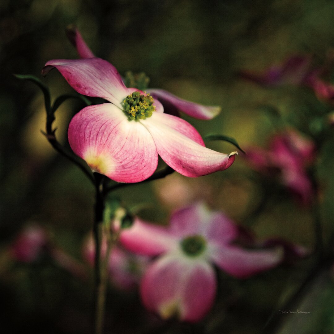 Leinwandbild Pink Dogwood II von Debra Van Swearingen