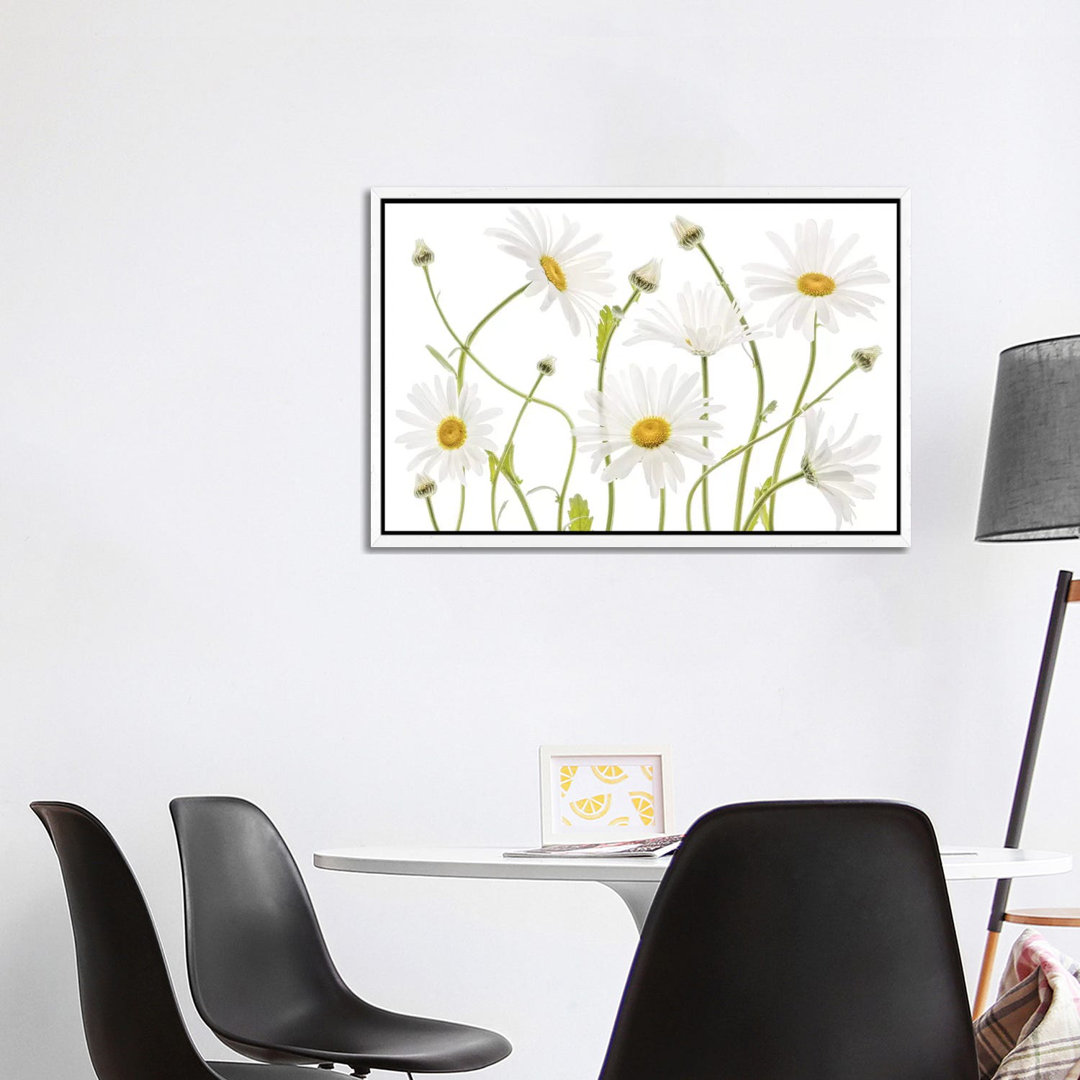 Ox Eye Daisies by Mandy Disher - Print on Canvas