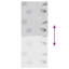 Room Darkening Roller Blind-2138398519