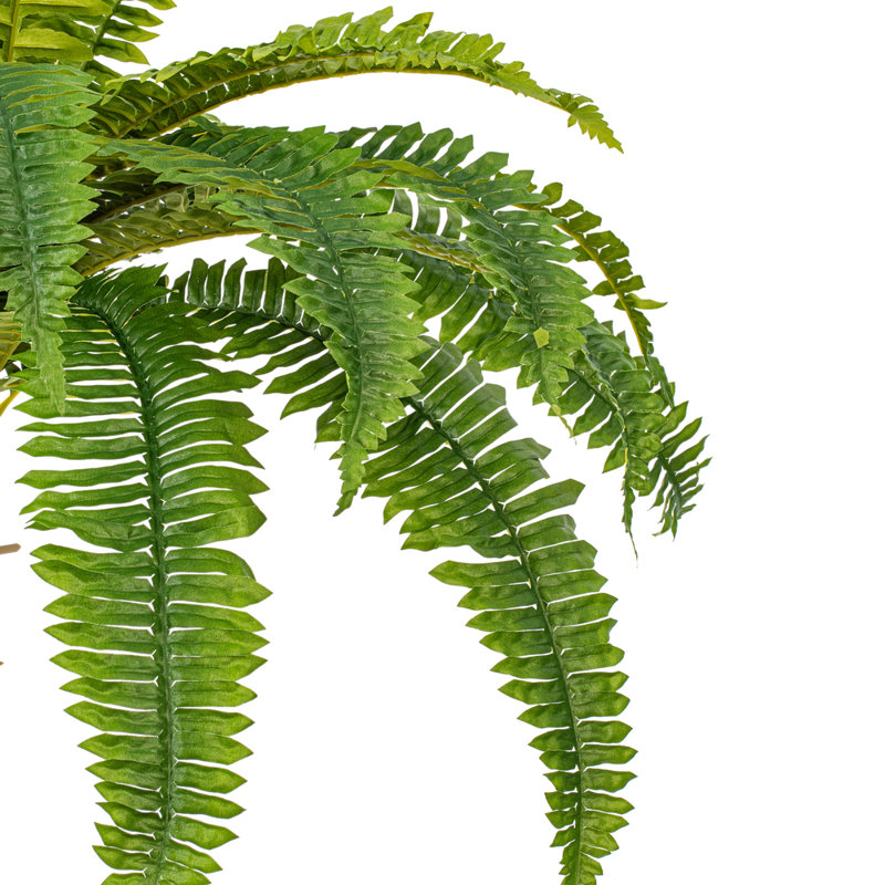 Fern Arrangement