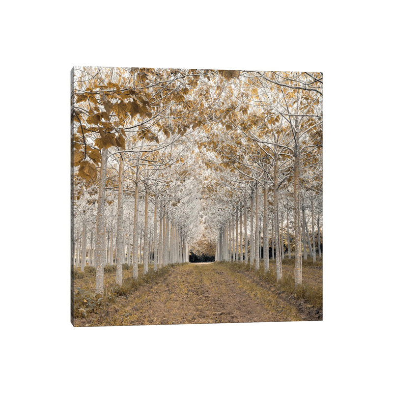 Print, 45.72 cm H x 45.72 cm W, No Framed
