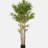 70" Artificial Bamboo with Black Plastic Pot