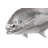 Permit Fish Wall Décor