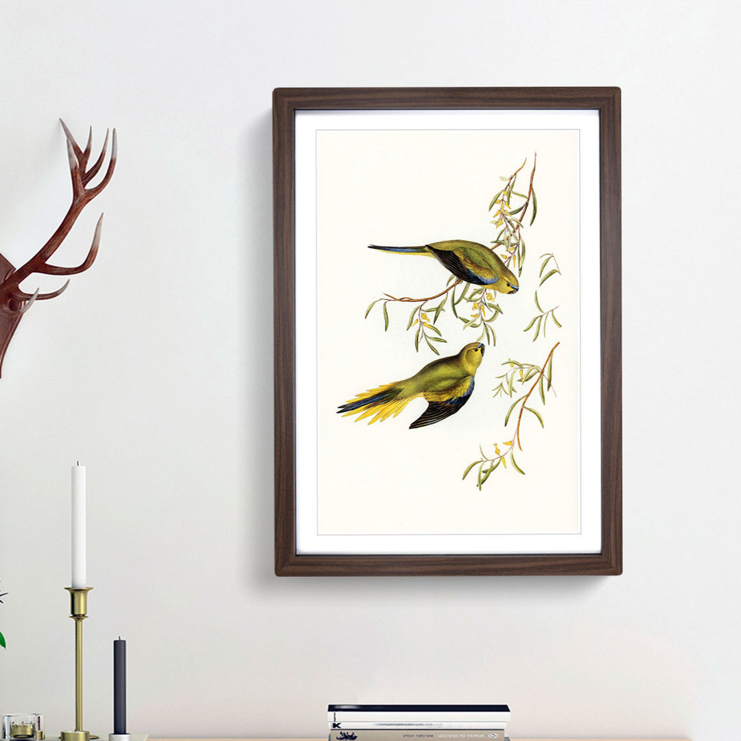 Elegant Grass-Parakeets by Elizabeth Gould - Picture Frame Painting Print