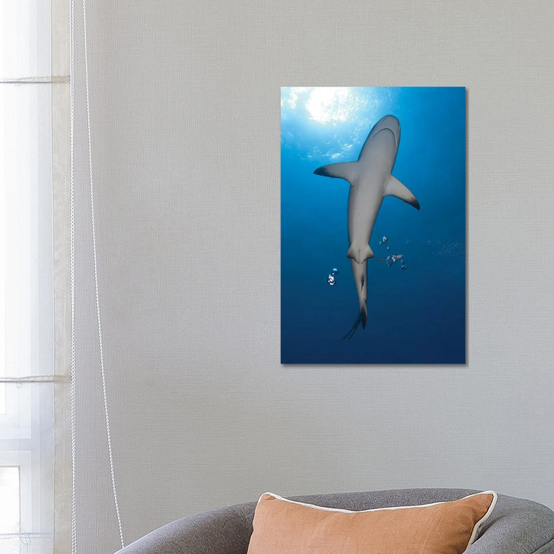 Reef Shark With Remora, Papua New Guinea by Steve Jones - Wrapped Canvas Print, 66.04 cm H x 45.72 cm W x 1.91 cm D