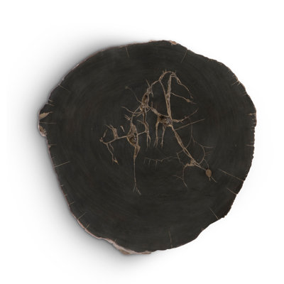 Cast Naturals Petrified Wood Wall Décor