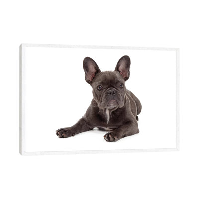 Blue French Bulldog Laying by Susan Schmitz - Print on Canvas