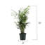 Live Neanthe Bella Palm Plant