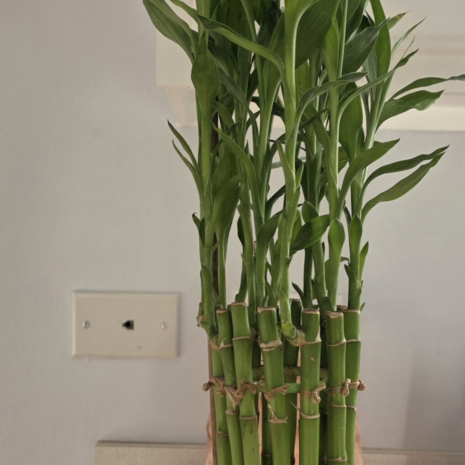brazil philodendron plant Philodendron 'Brasil' Hanging Basket