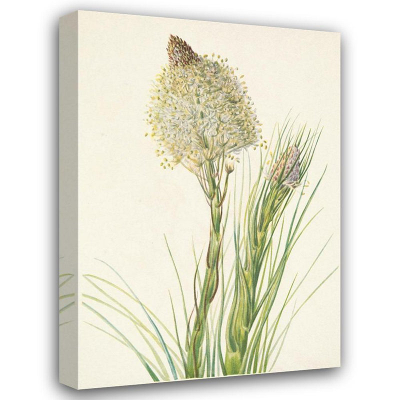 "Beargrass. Xérophyllum Tenax" par Mary Vaux Walcott - Art mural sur toile tendue avec châssis, H 24 po x l 17 po