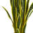 Sansevieria Artificial Plant