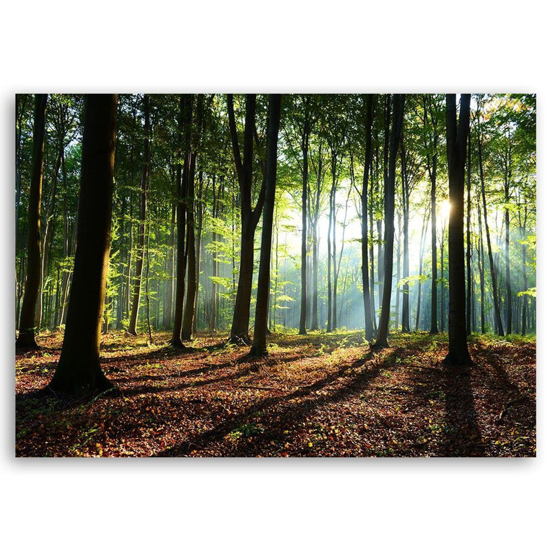 Forest At Sunrise - No Frame Print on Canvas, 80cm H x 120cm W