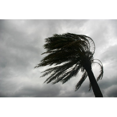 Palm Tree Whipped By The Wind - Wrapped Canvas Print