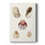 Coquillages pastel en coquille Knorr-108829778