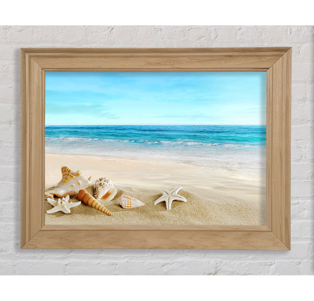 Gerahmtes Bild Ocean Shells