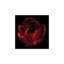 par Magda Indigo - impression d'art graphique-1575850670-1575850669-1575850666