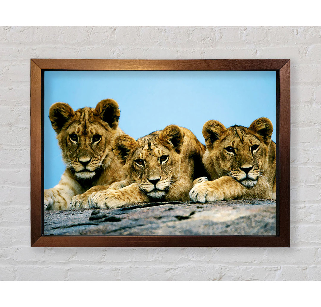 Lion Cub Trio Gerahmter Druck