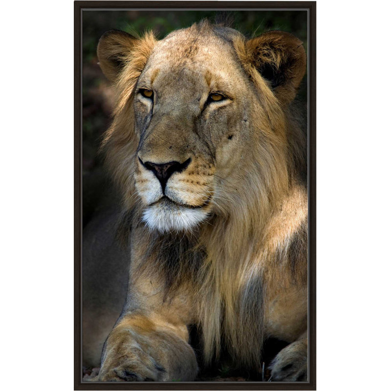 «Cape Lion», reproduction de photo, H 43,5 po x l 27,5 po x P 2 po, Cadre flottant espresso