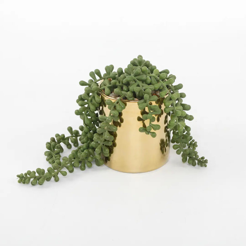Fausse plante grasse traînante dans un pot doré brillant