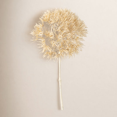 29" Dried Natural Cream Allium; Cream