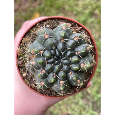 Gymnocalycium Baldianum Thread Cactus Very Filled 3 Inch Pot