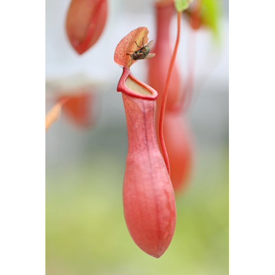 Nepenthes With Fly by Kellymarken - Wrapped Canvas Print