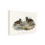 Bolognaise «Waterbird Jumelage III» sur toile-98248547