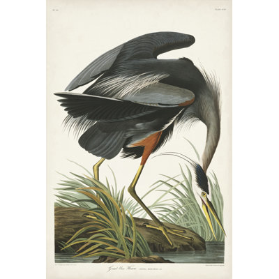 " Pl 211 Great Blue Heron " by James Audubon Painting Print