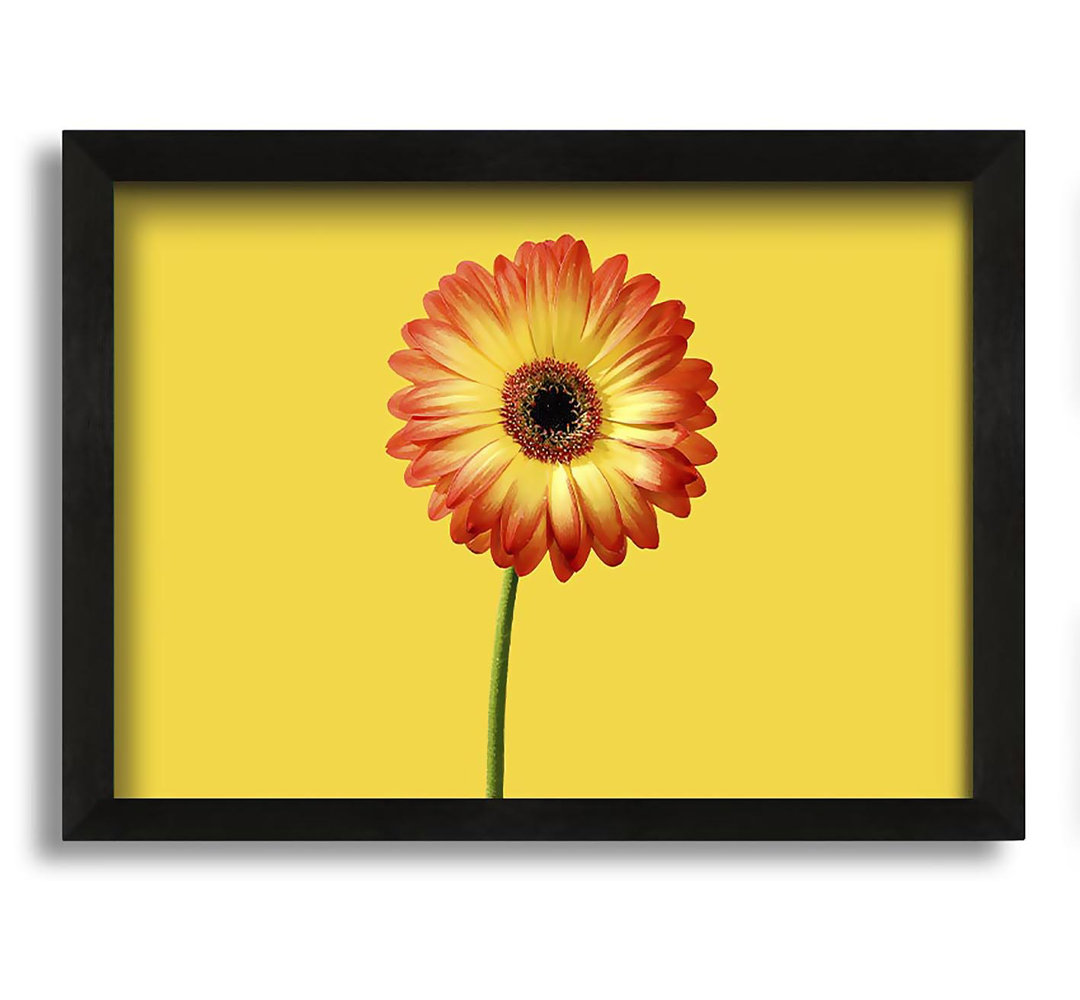 Gerahmtes Leinwandbild Orange Gerbera On Yellow