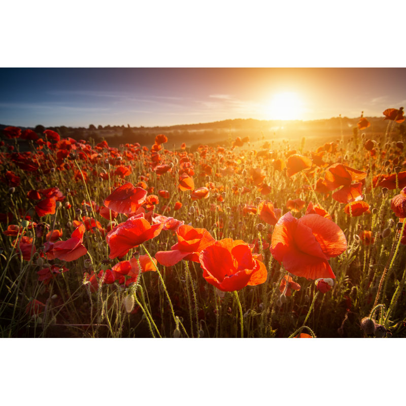 Poppy Point Of View by Lloyd-horgan - Wrapped Canvas Print, 30cm H x 46cm W x 3.8cm D