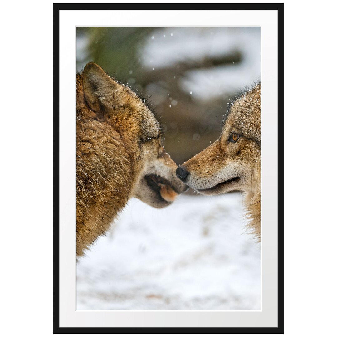 Gerahmtes Poster Liebevolle Wölfe im Schnee