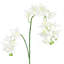 Tige d'orchidée Cattleya-97749853