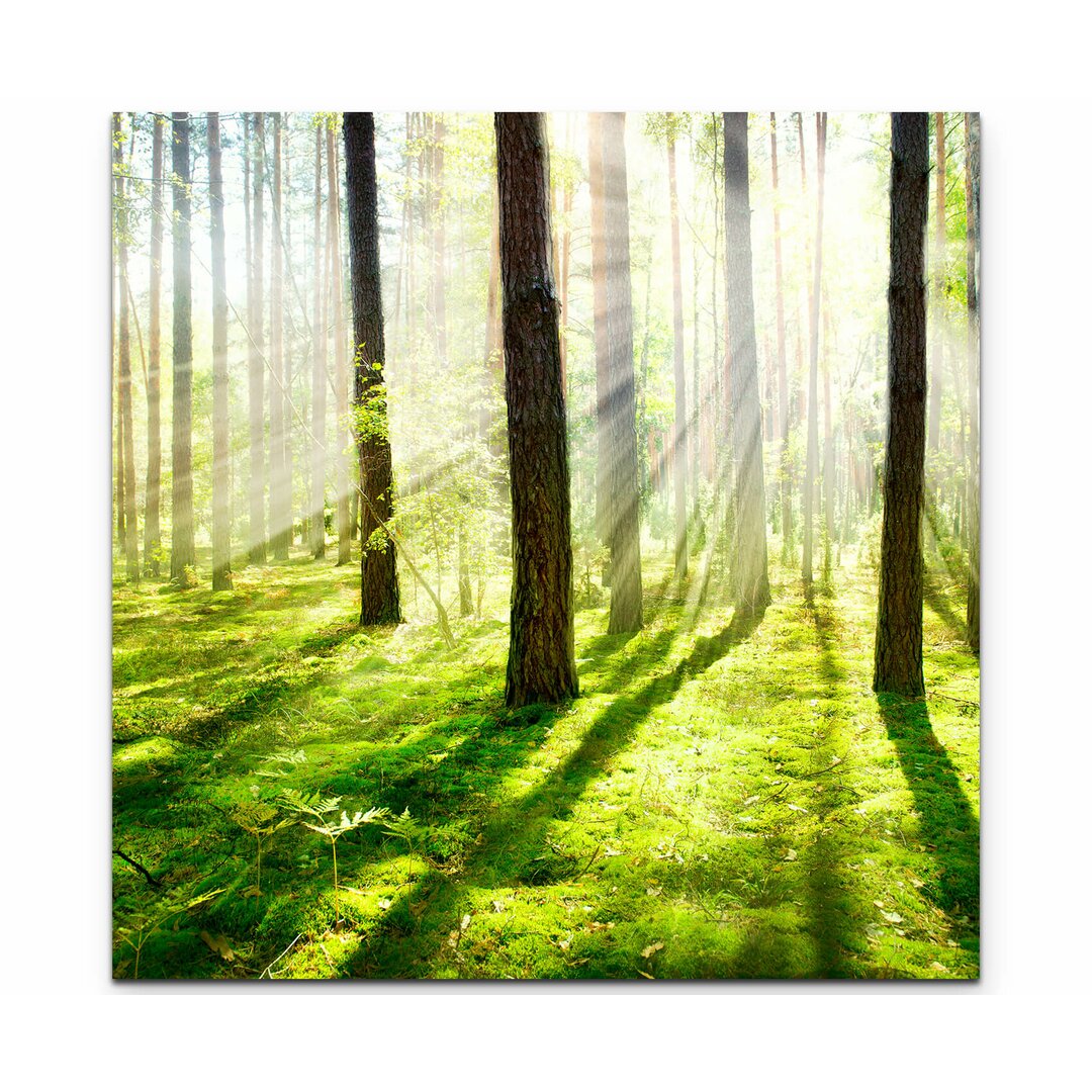 Leinwandbild Sonnenstrahlen im Wald