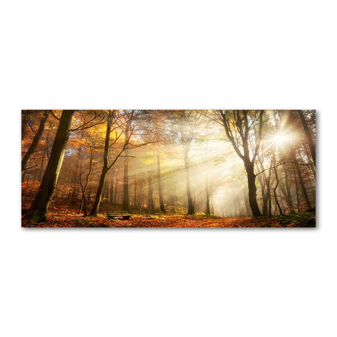 Glasbild Nebel im Wald