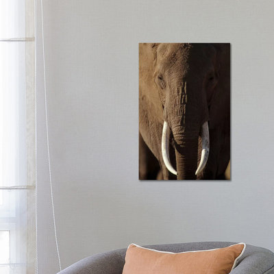 African Elephant Male Portrait With Long Tusks, Kenya by Tim Fitzharris - Wrapped Canvas Print